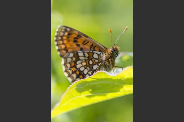 Fokus-Natur Bild