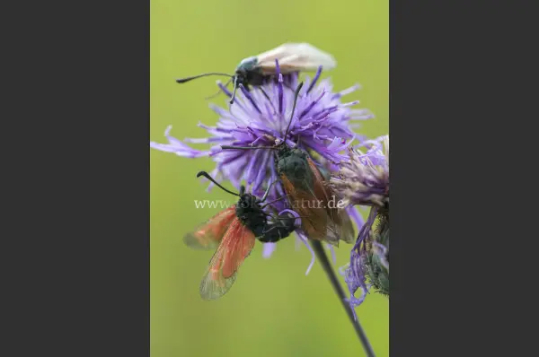 Fokus-Natur Bild