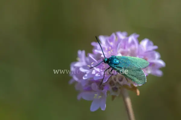 Fokus-Natur Bild