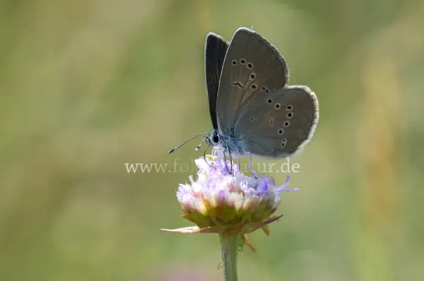 Fokus-Natur Bild