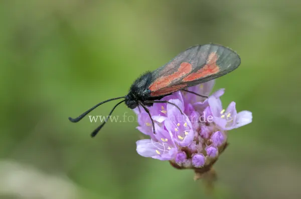 Fokus-Natur Bild