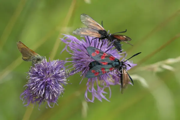 Fokus-Natur Bild