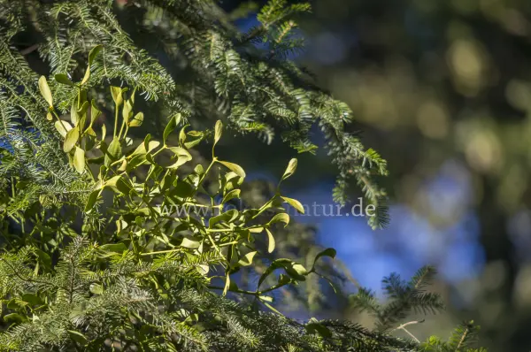 Fokus-Natur Bild
