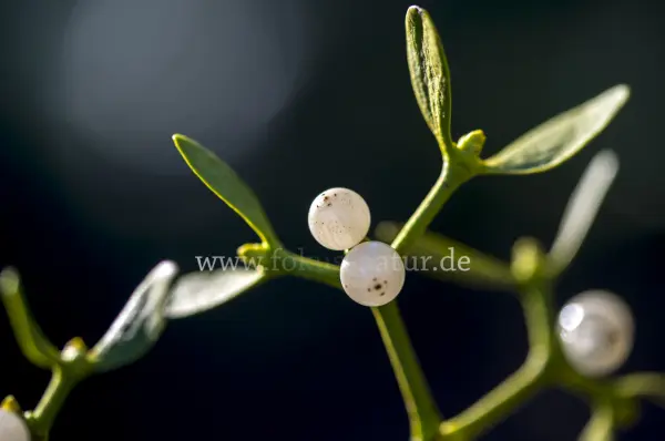 Fokus-Natur Bild