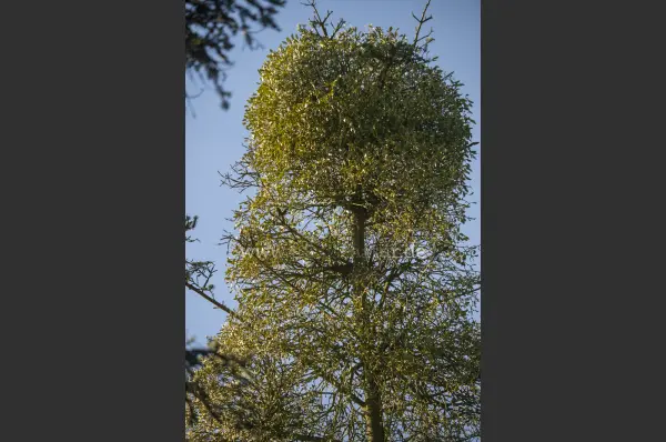 Fokus-Natur Bild