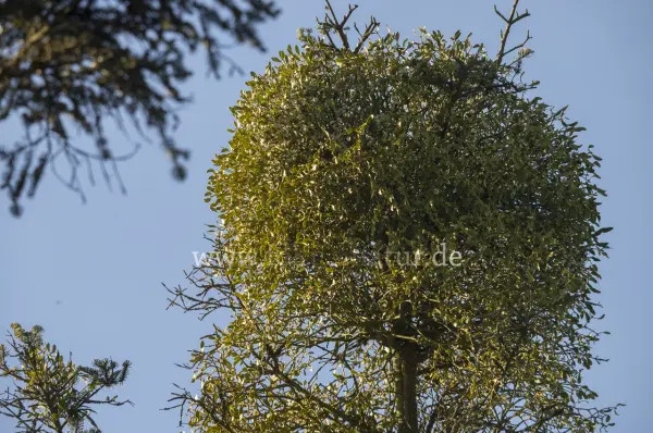 Fokus-Natur Bild