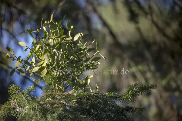 Fokus-Natur Bild