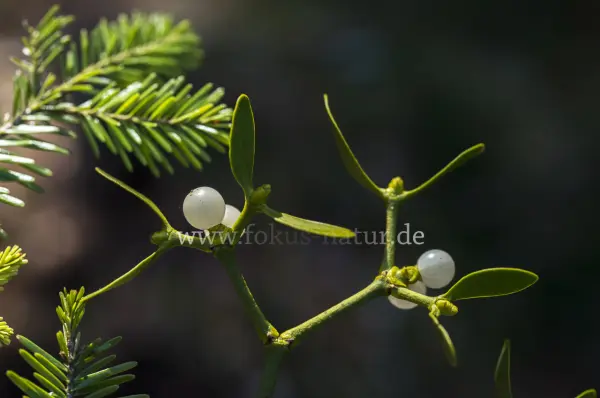 Fokus-Natur Bild