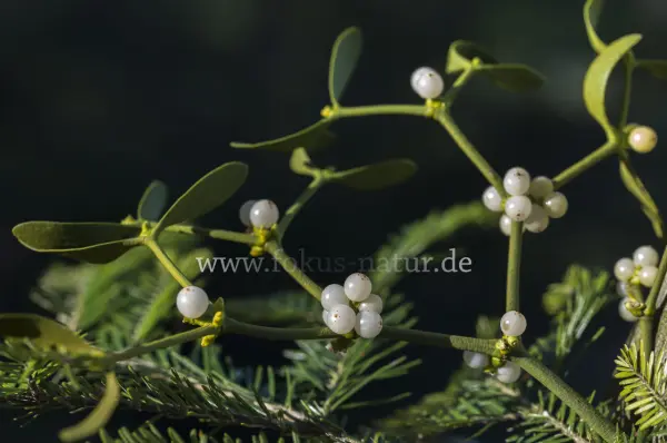 Fokus-Natur Bild