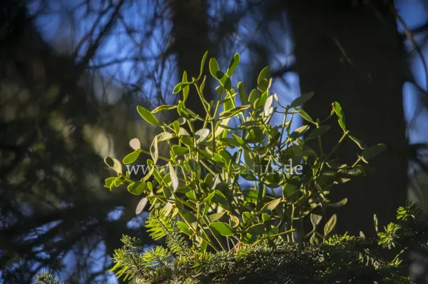 Fokus-Natur Bild