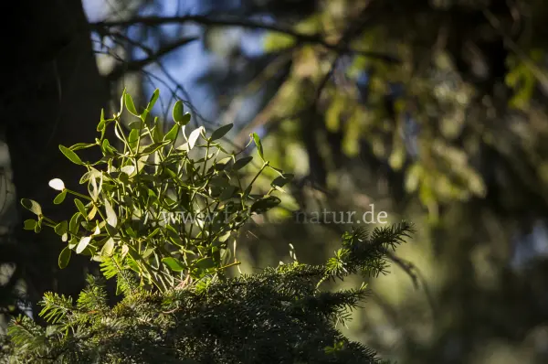 Fokus-Natur Bild