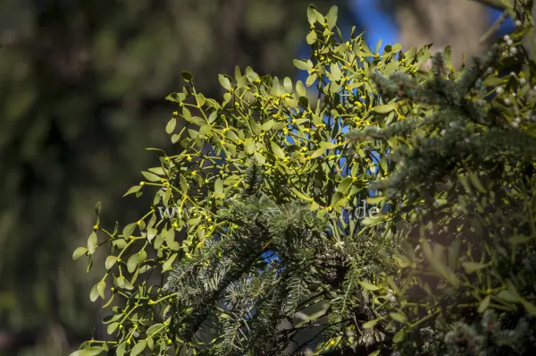 Fokus-Natur Bild