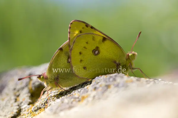 Fokus-Natur Bild