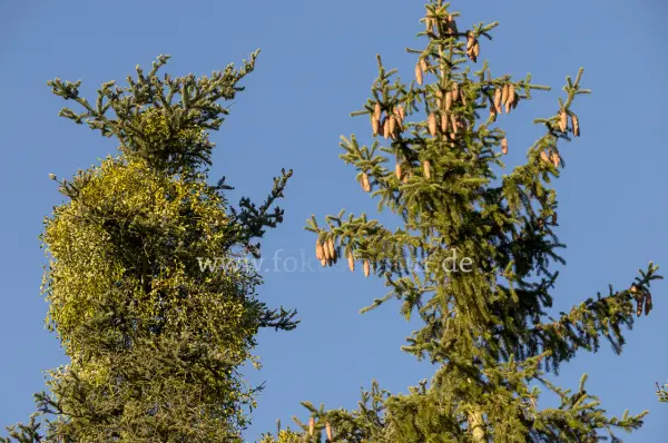 Fokus-Natur Bild