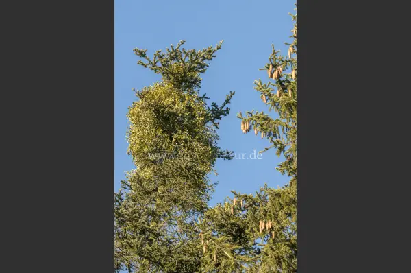 Fokus-Natur Bild