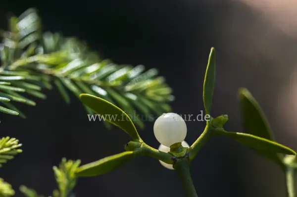Fokus-Natur Bild