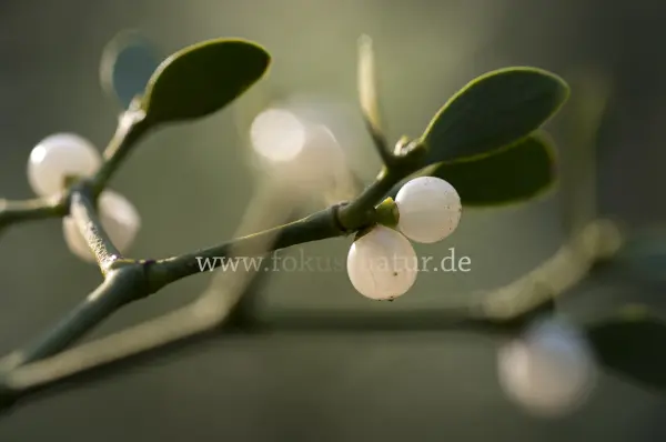 Fokus-Natur Bild