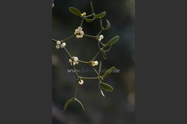 Fokus-Natur Bild