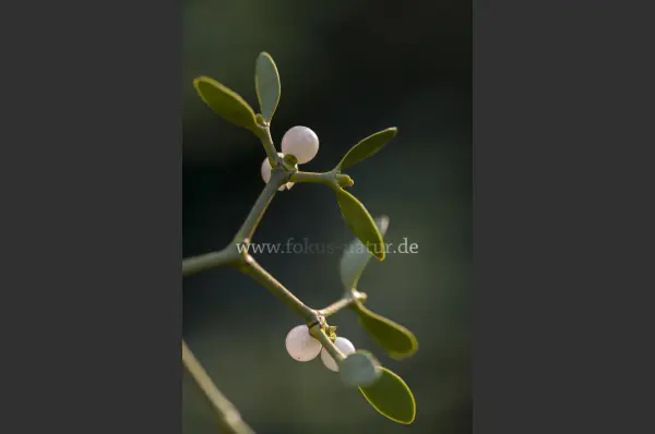 Fokus-Natur Bild