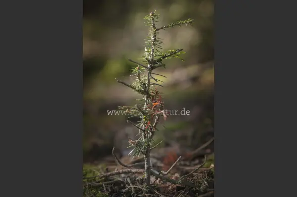 Fokus-Natur Bild