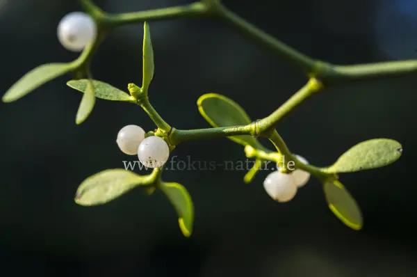 Fokus-Natur Bild
