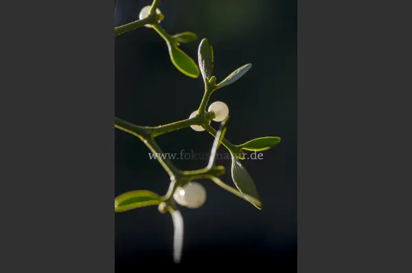 Fokus-Natur Bild