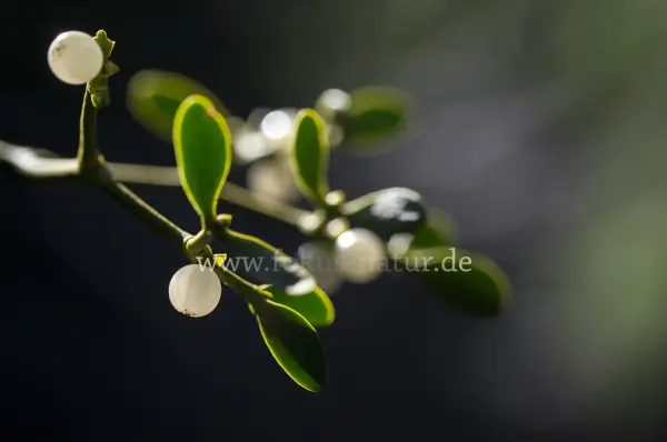 Fokus-Natur Bild