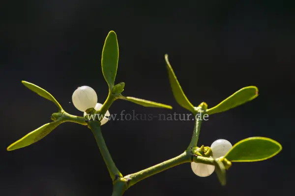 Fokus-Natur Bild