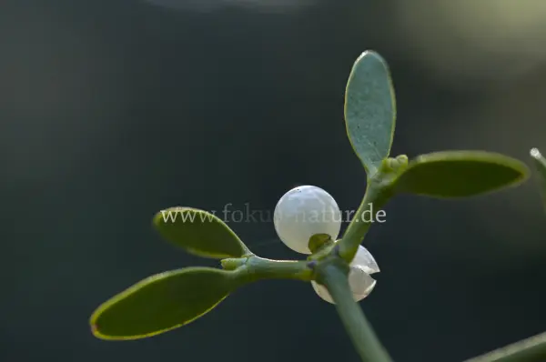 Fokus-Natur Bild