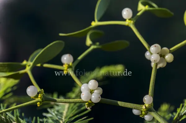 Fokus-Natur Bild