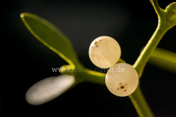 Fokus-Natur Bild