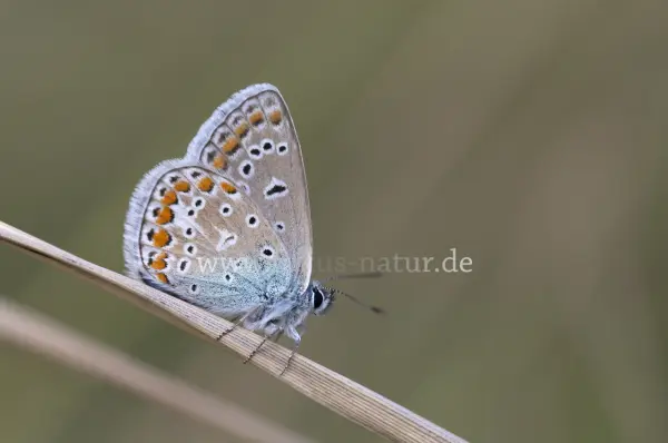 Fokus-Natur Bild