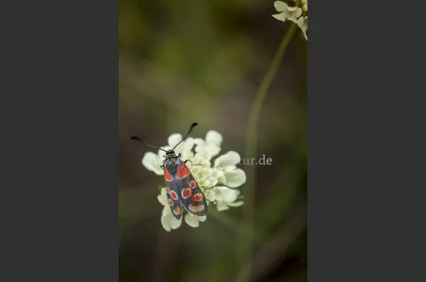 Fokus-Natur Bild