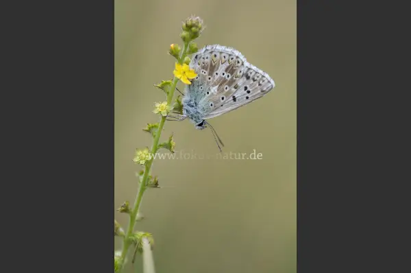 Fokus-Natur Bild
