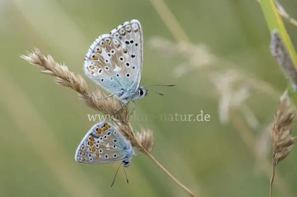 Fokus-Natur Bild