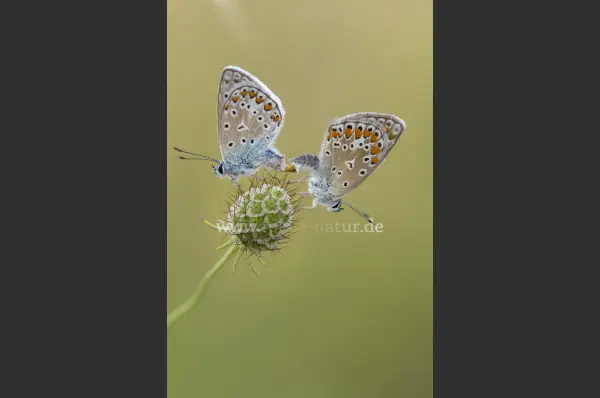 Fokus-Natur Bild