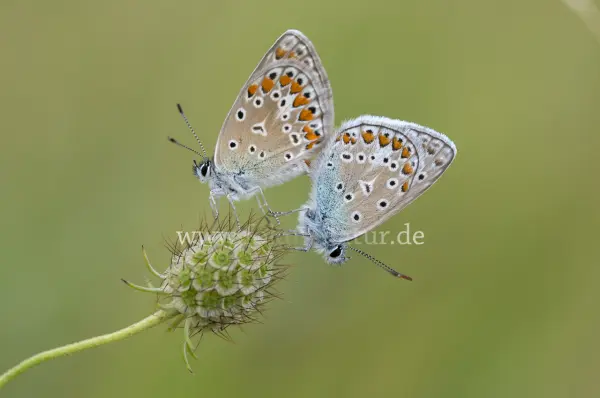 Fokus-Natur Bild