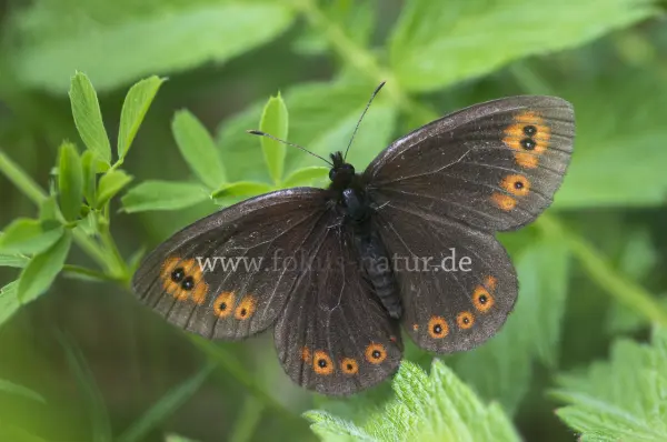 Fokus-Natur Bild