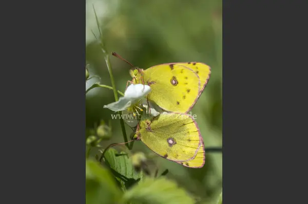Fokus-Natur Bild