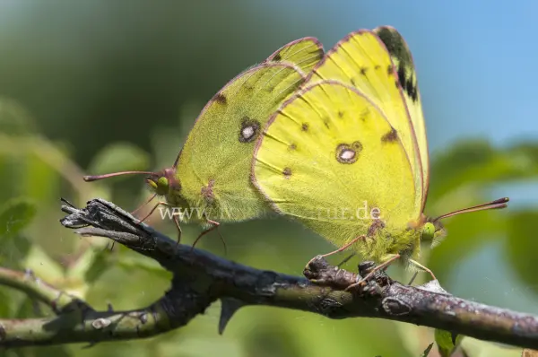 Fokus-Natur Bild