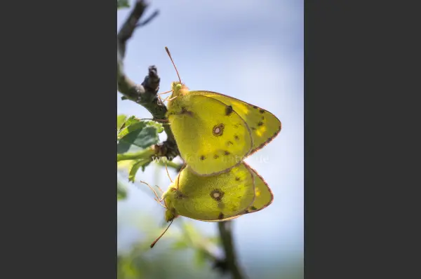 Fokus-Natur Bild