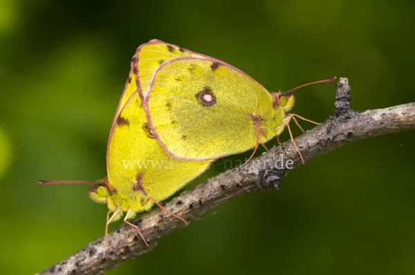 Fokus-Natur Bild