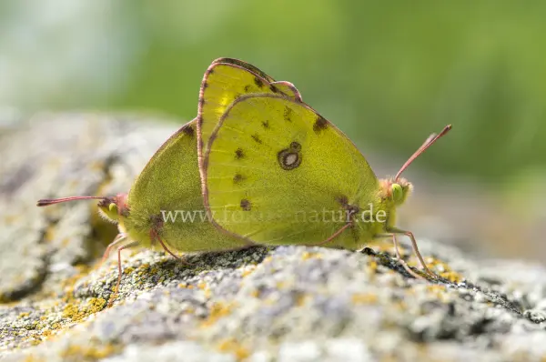 Fokus-Natur Bild