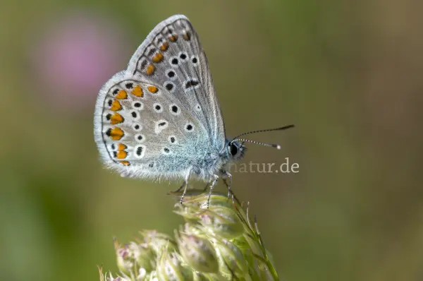 Fokus-Natur Bild