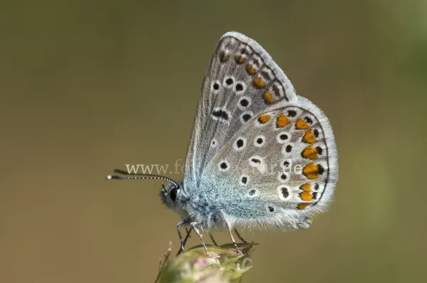 Fokus-Natur Bild