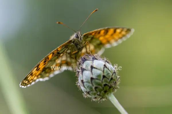 Fokus-Natur Bild