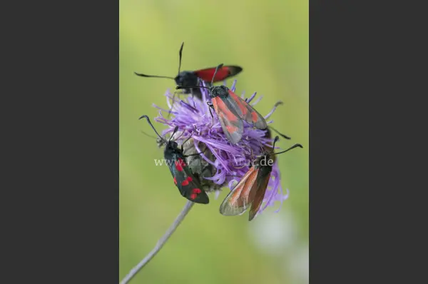 Fokus-Natur Bild