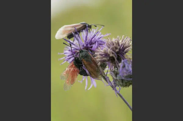 Fokus-Natur Bild