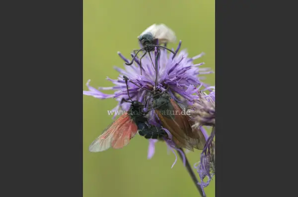 Fokus-Natur Bild