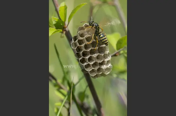 Fokus-Natur Bild
